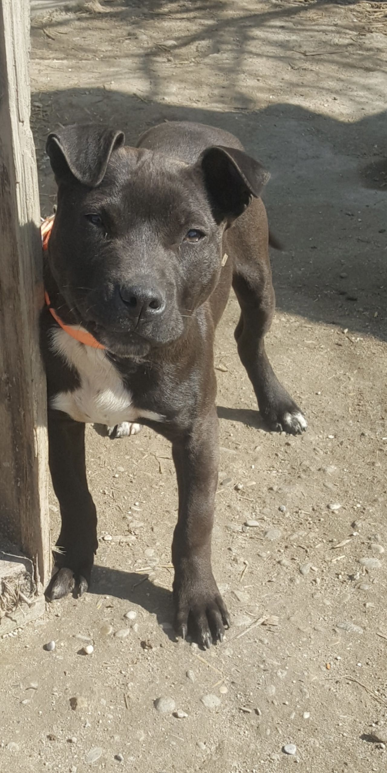 Photo of the dog