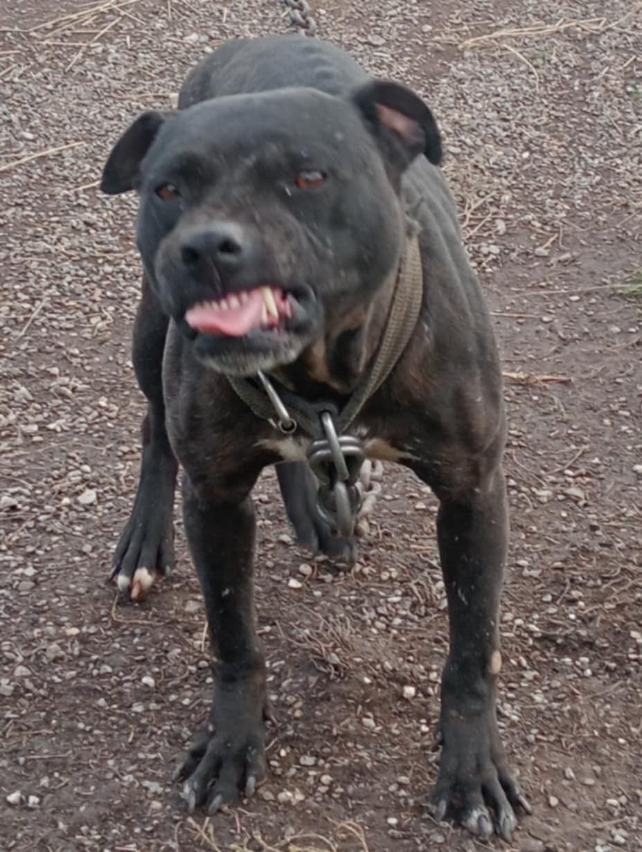 Photo of the dog