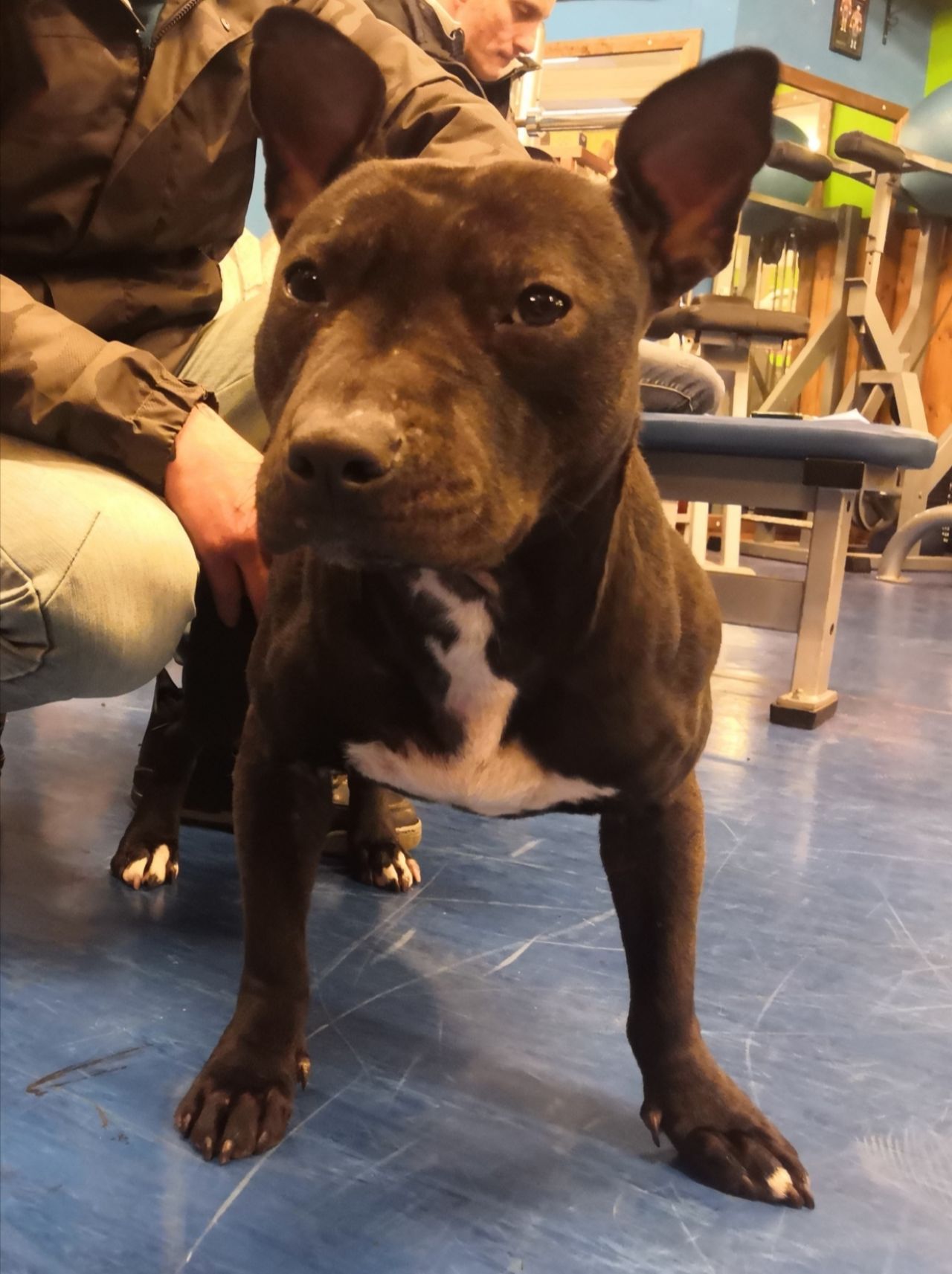 Photo of the dog