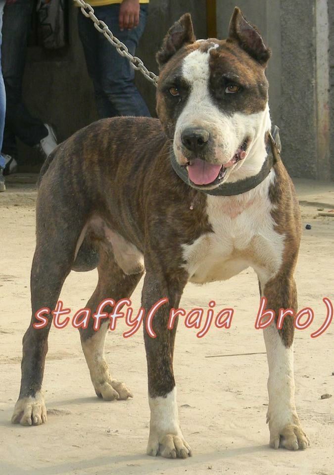 Photo of the dog