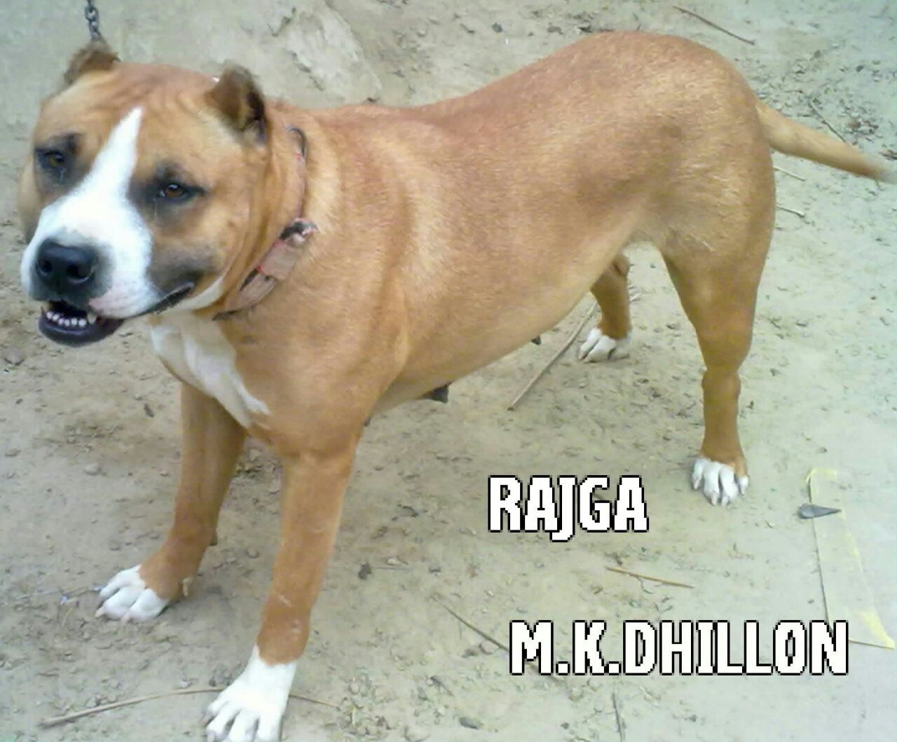 Photo of the dog