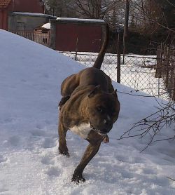 Photo of the dog
