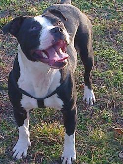 Photo of the dog