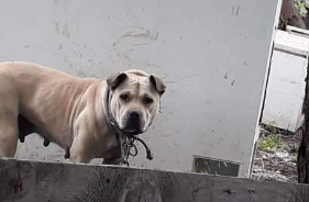 Photo of the dog