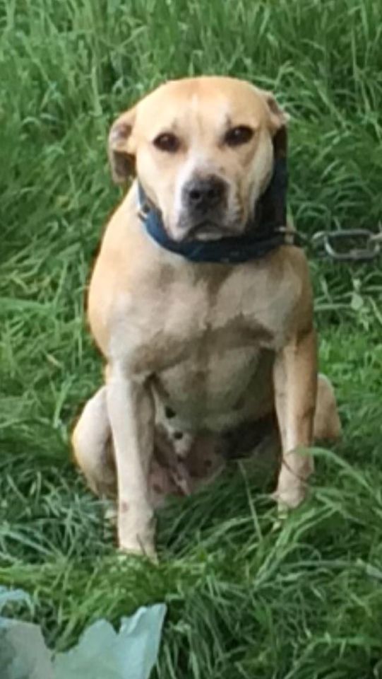 Photo of the dog