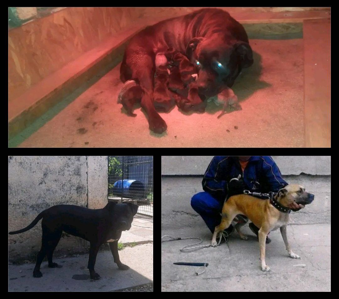 Photo of the dog