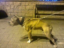 Photo of the dog