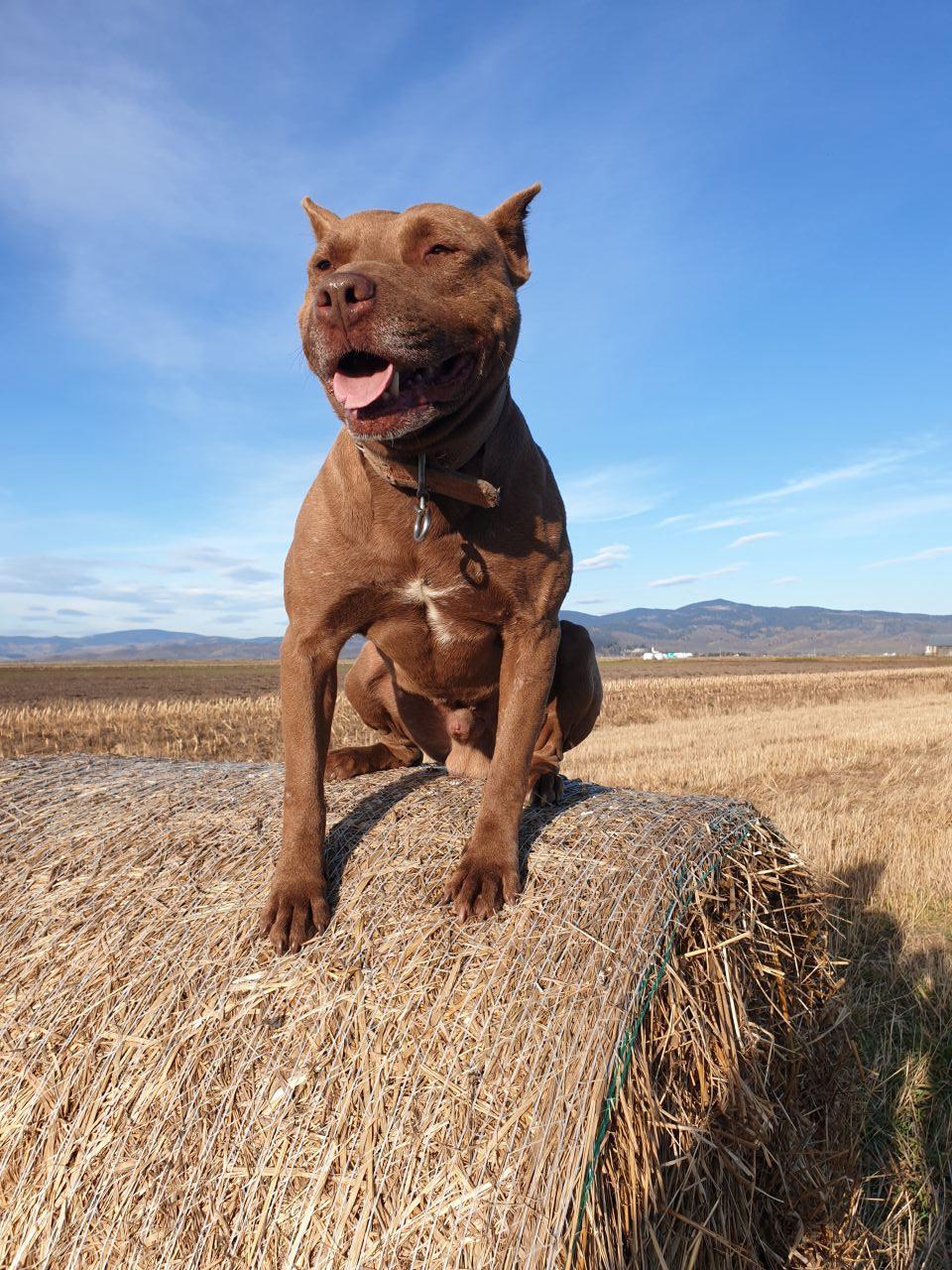 Photo of the dog