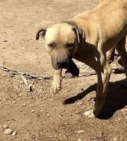 Photo of the dog