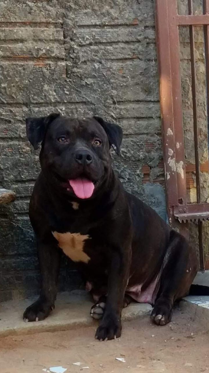 Photo of the dog