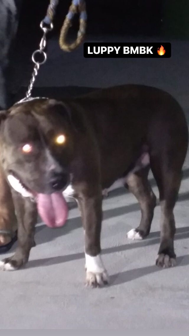 Photo of the dog