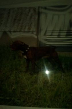 Photo of the dog