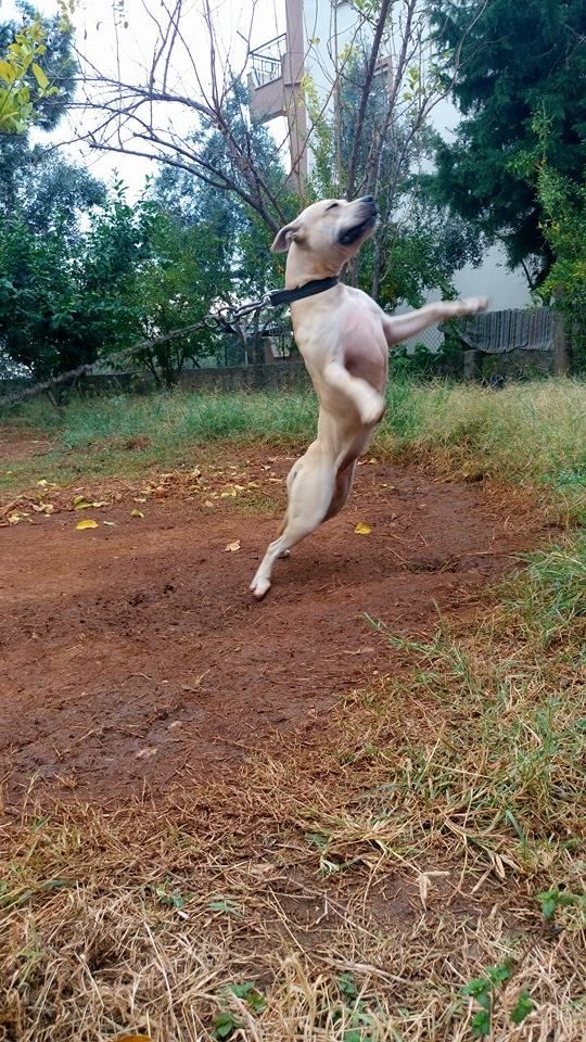Photo of the dog