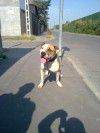 Photo of the dog