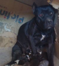 Photo of the dog