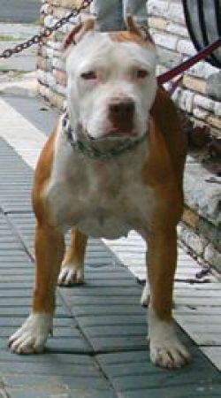 Photo of the dog