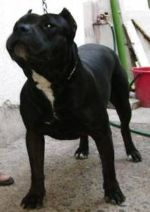 Photo of the dog