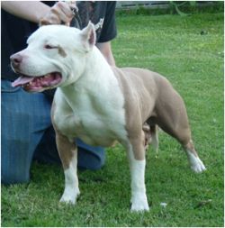 Photo of the dog