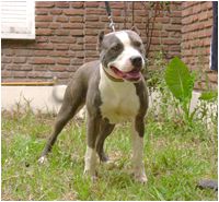Photo of the dog