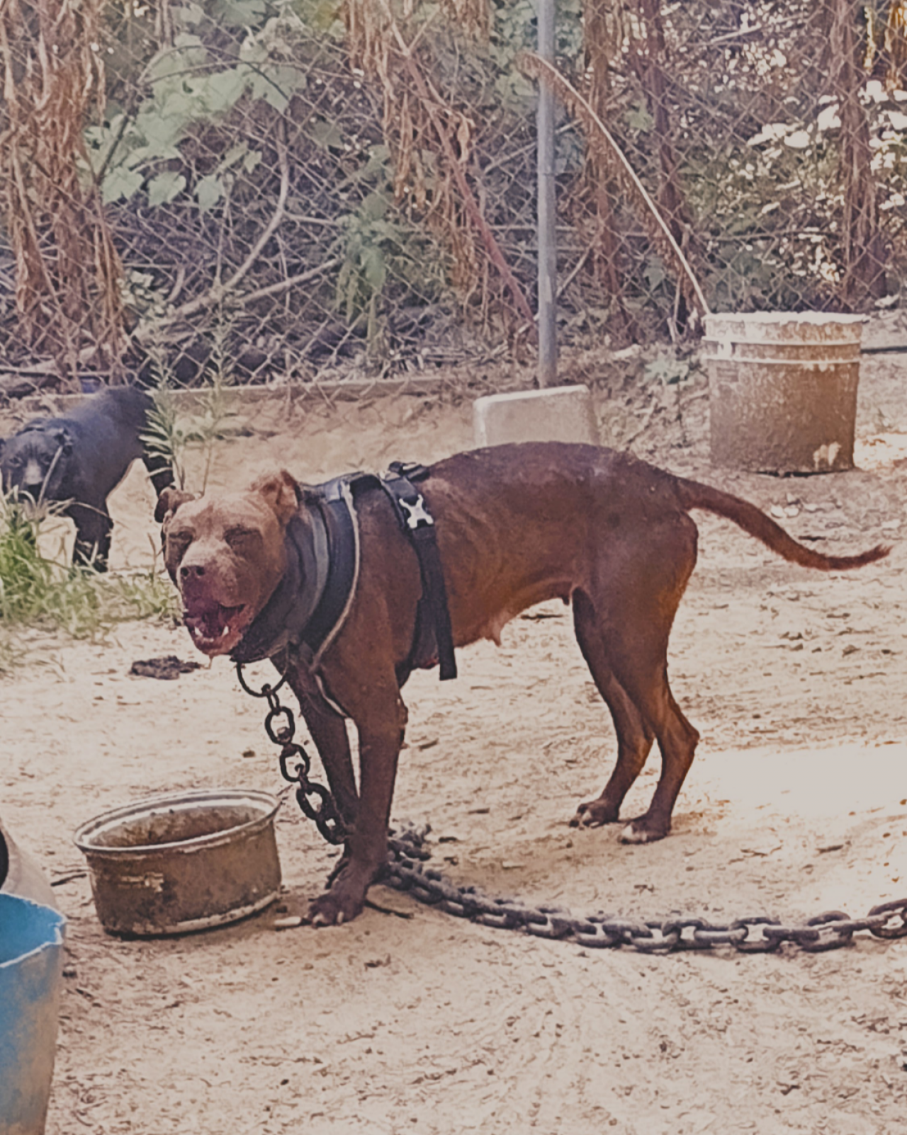 Photo of the dog