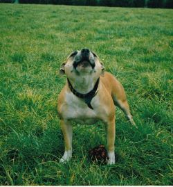 Photo of the dog
