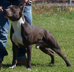 Photo of the dog