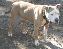 Photo of the dog