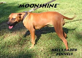 Photo of the dog