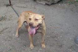 Photo of the dog