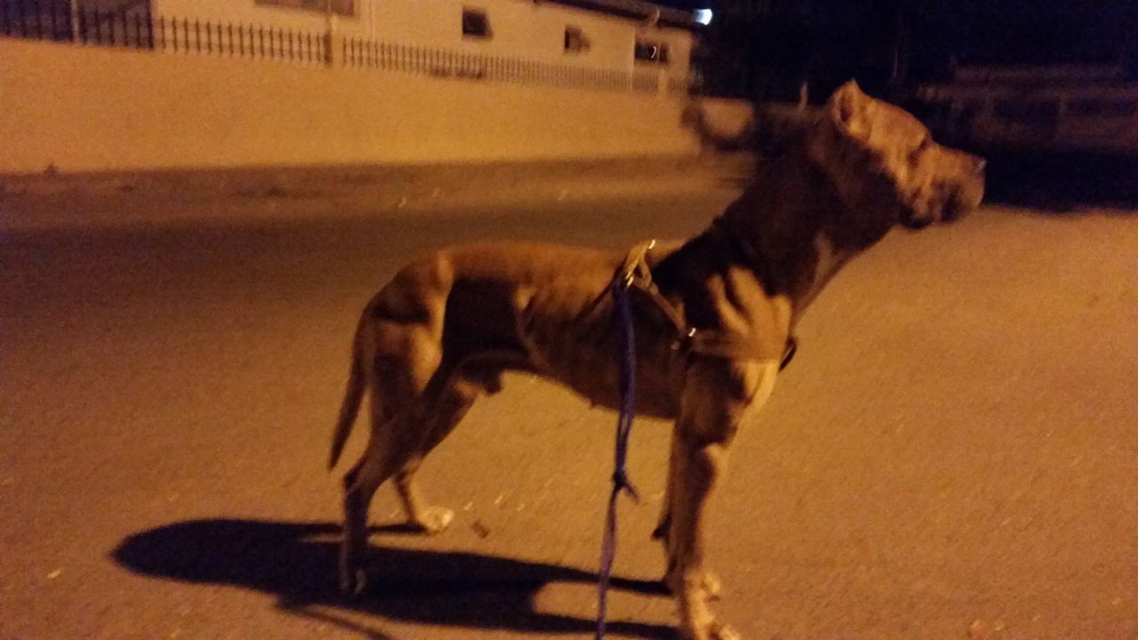Photo of the dog