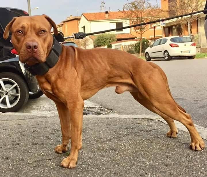 Photo of the dog