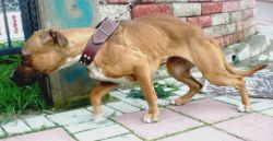 Photo of the dog