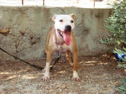 Photo of the dog