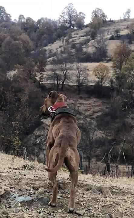 Photo of the dog