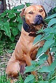 Photo of the dog