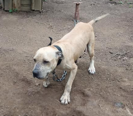 Photo of the dog