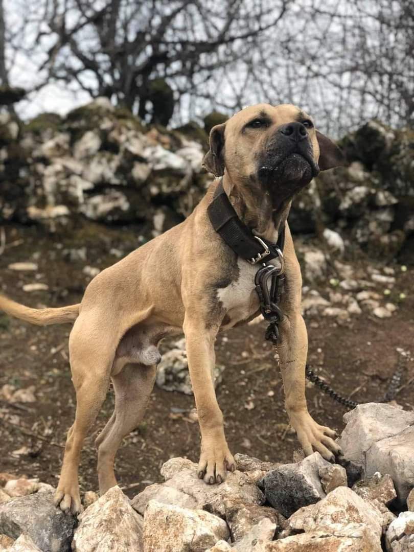 Photo of the dog