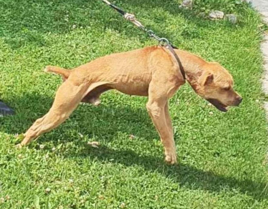 Photo of the dog