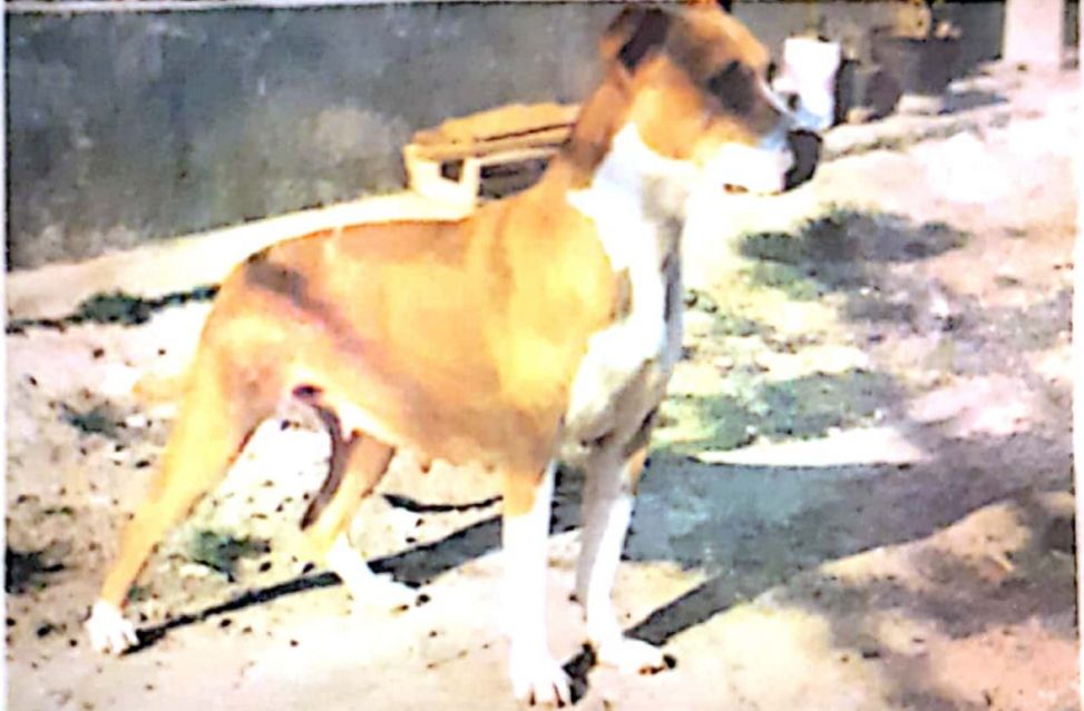 Photo of the dog