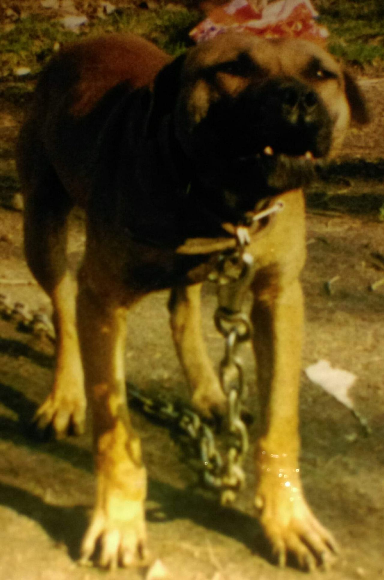 Photo of the dog