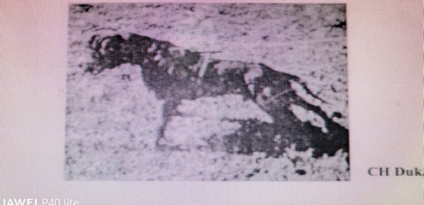Photo of the dog