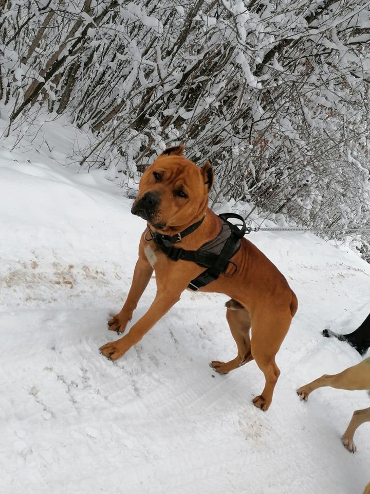 Photo of the dog