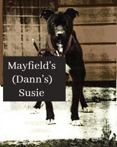 Photo of the dog