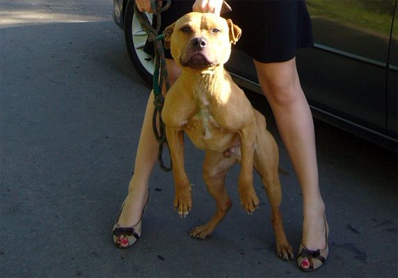 Photo of the dog