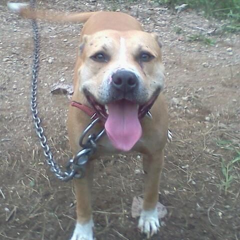 Photo of the dog