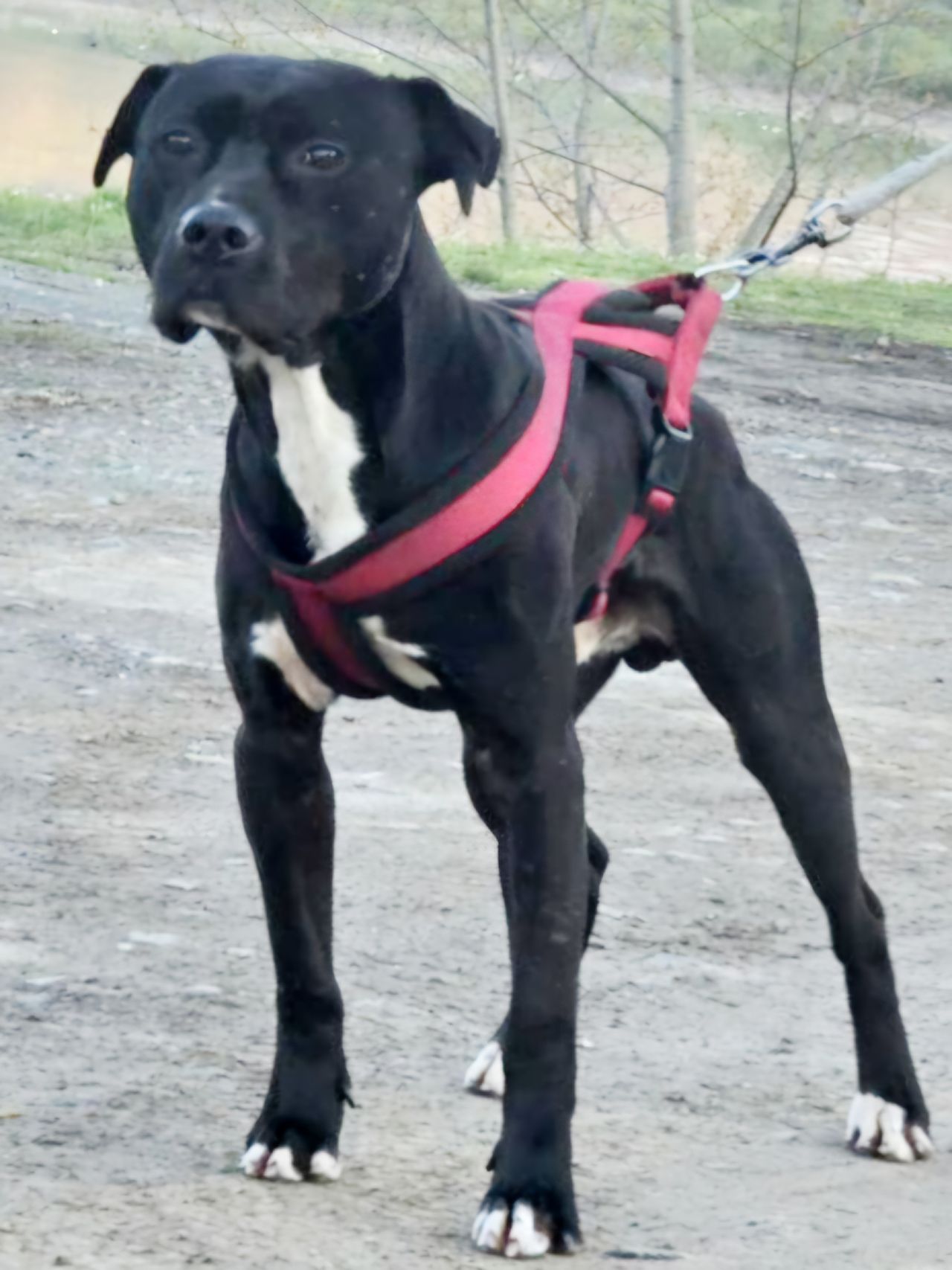 Photo of the dog