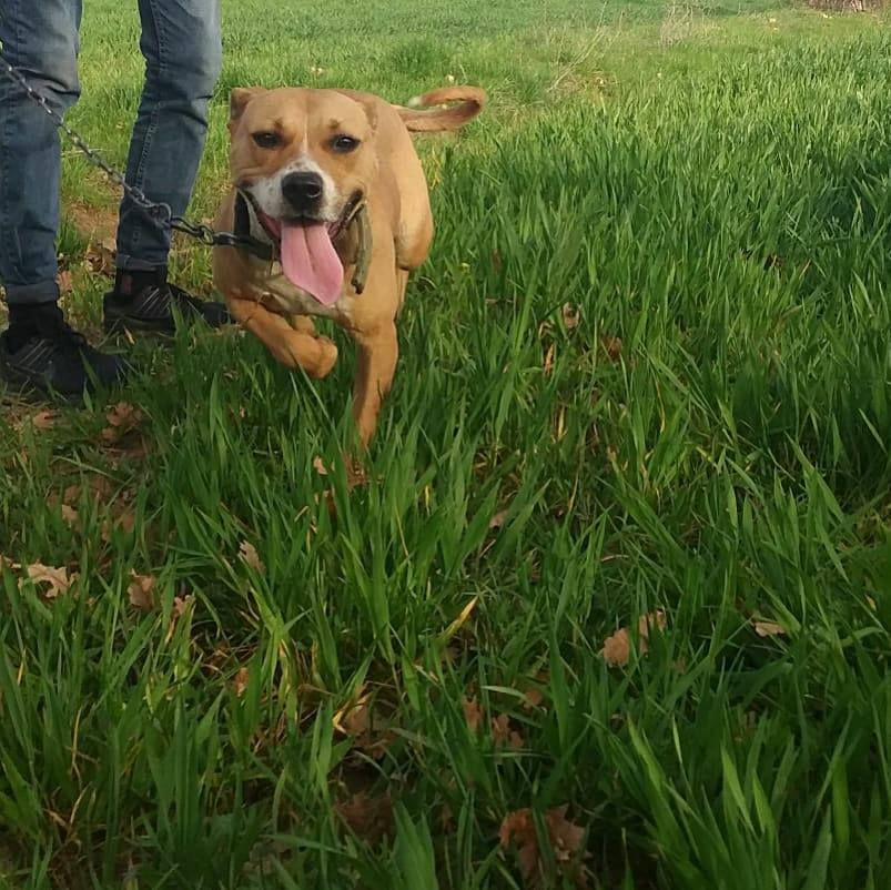Photo of the dog