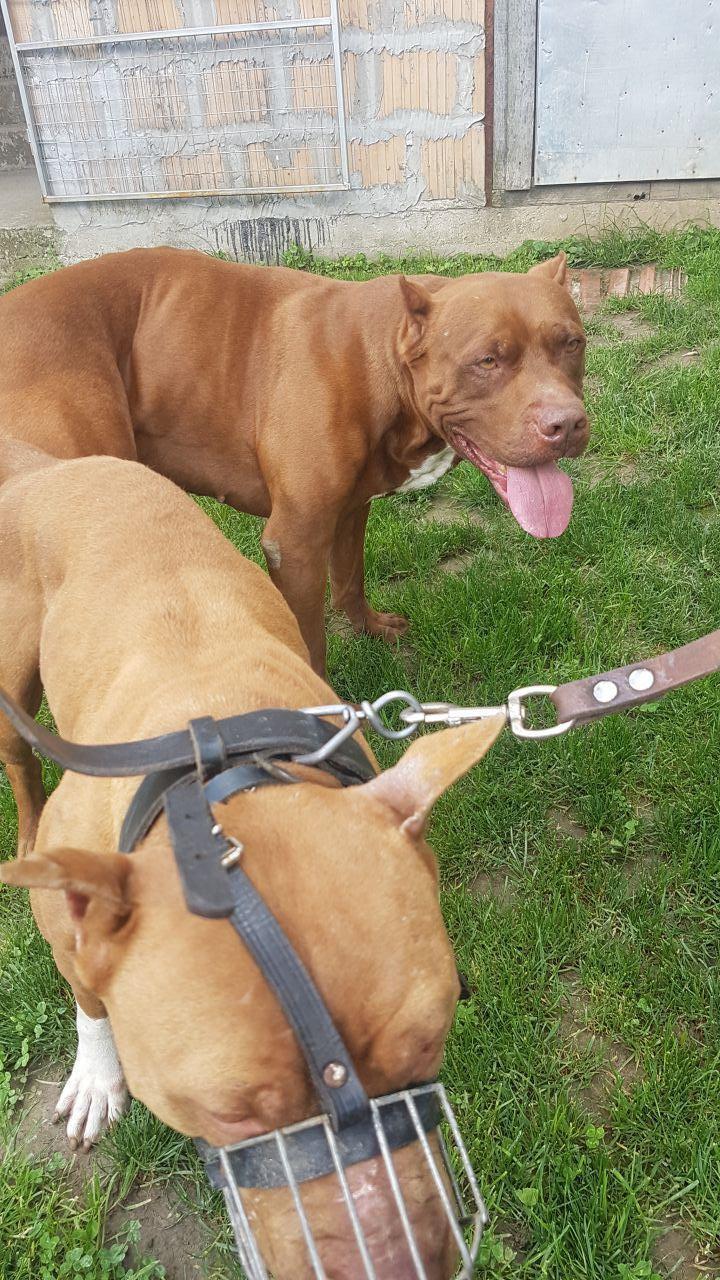 Photo of the dog