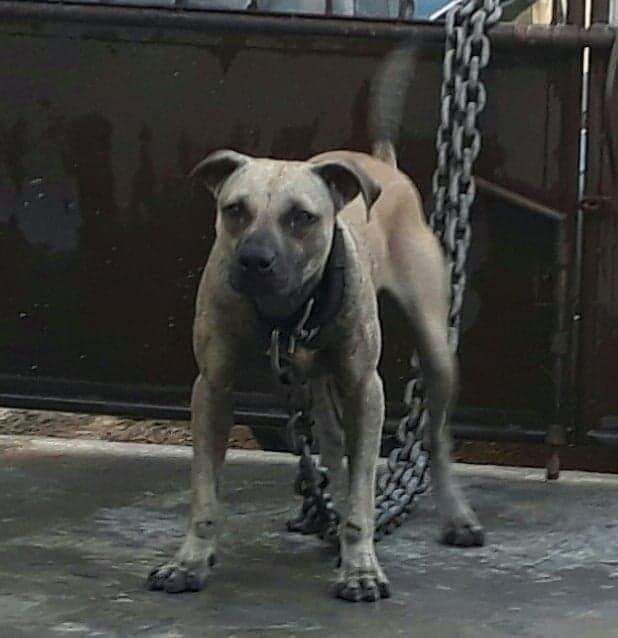 Photo of the dog