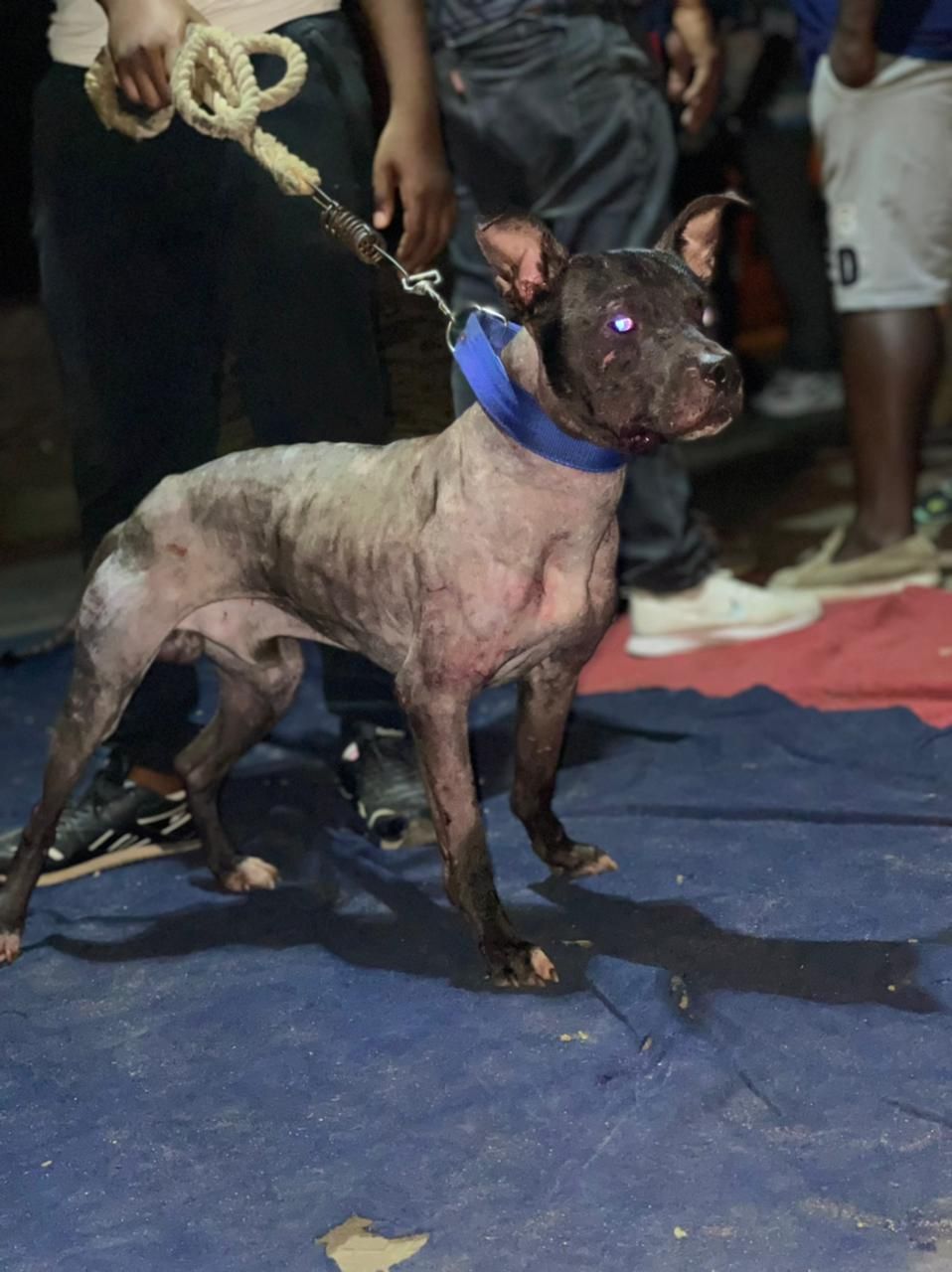 Photo of the dog